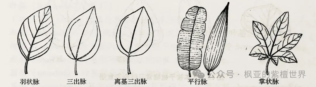 《树木学》树木的形态(树叶) - 关注森林