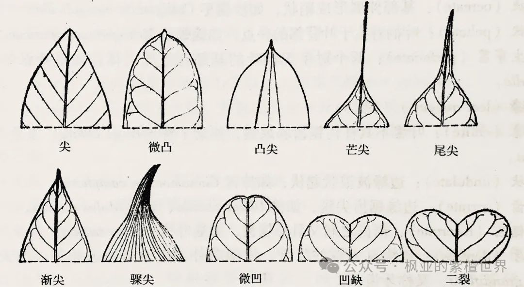 《树木学》树木的形态(树叶) - 关注森林
