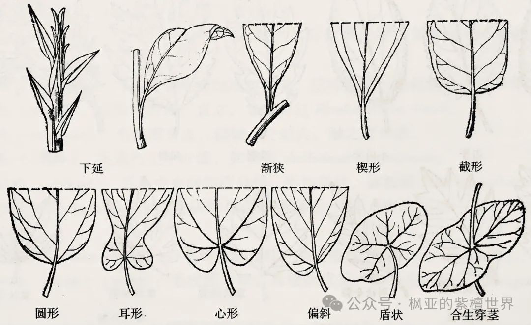 《树木学》树木的形态(树叶) - 关注森林
