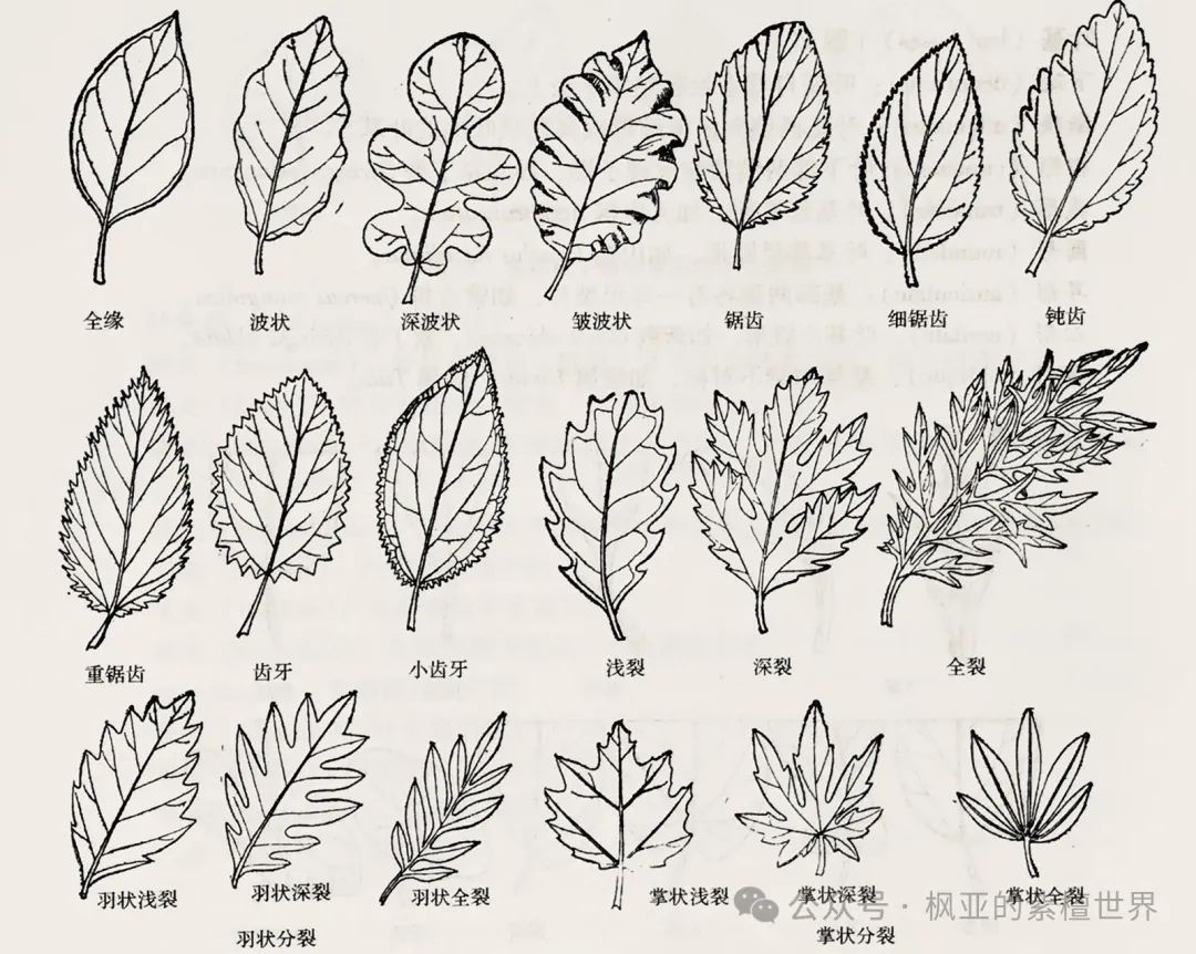 《树木学》树木的形态(树叶) - 关注森林
