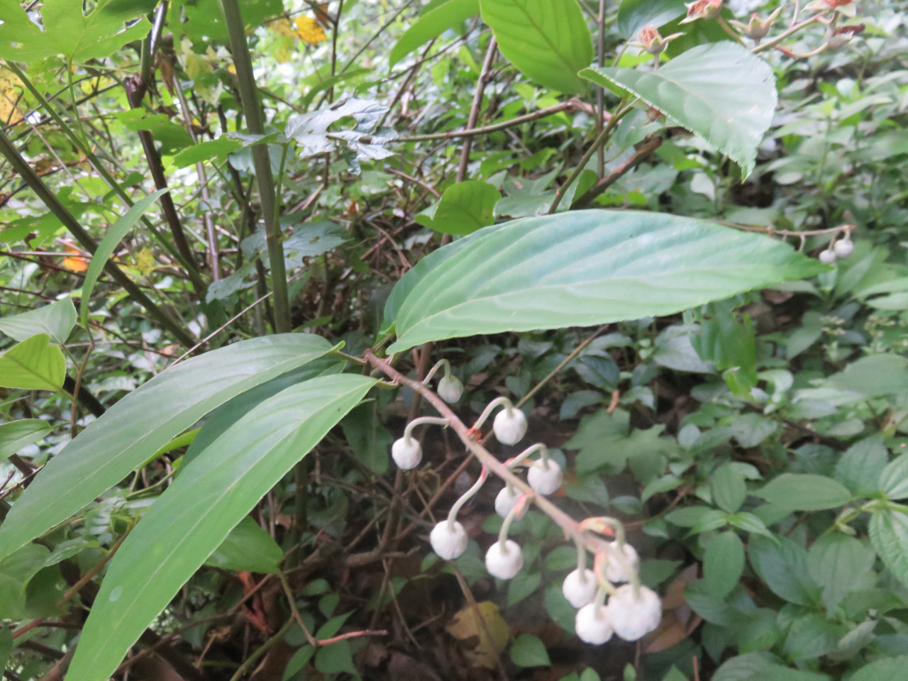 后河棠叶悬钩子03