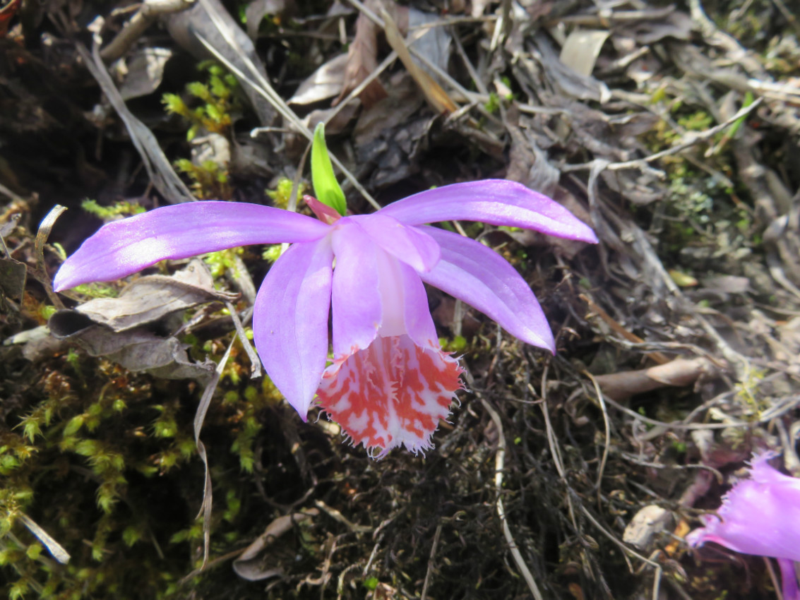 后河保护区独蒜兰(二)