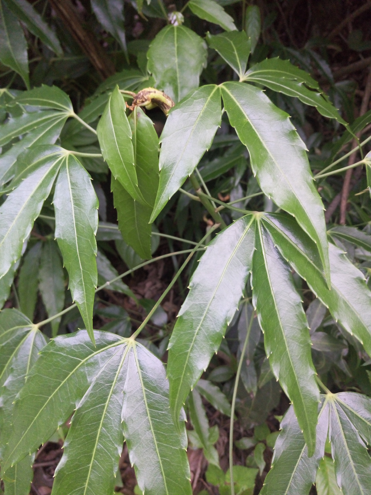 后河保护区异叶梁王茶四