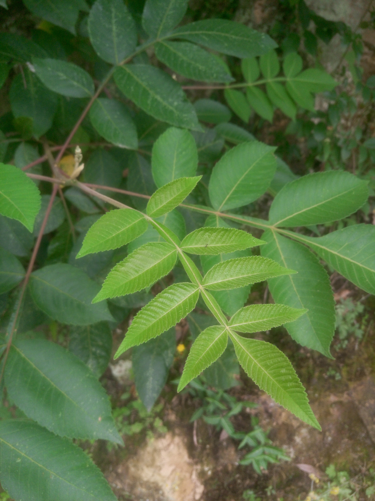 后河保护区盐肤木一