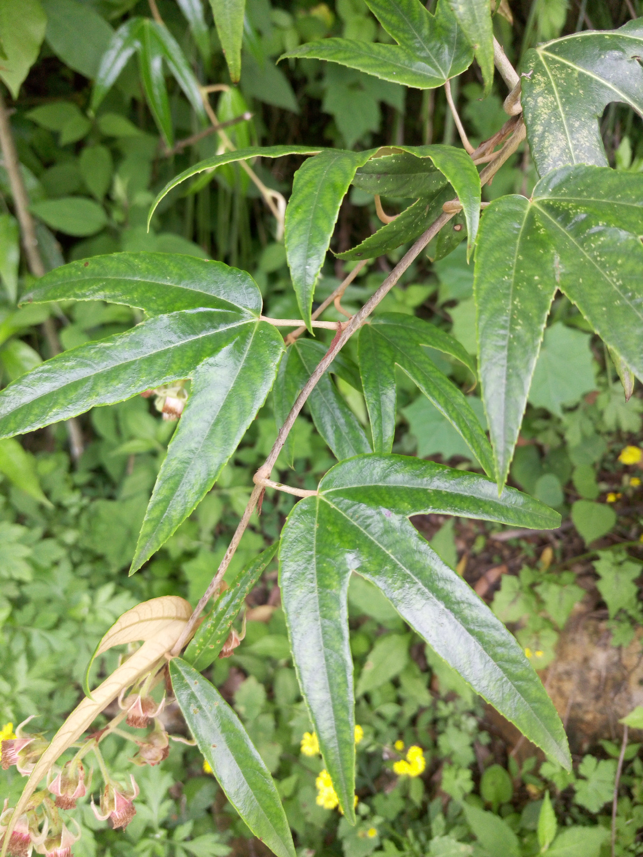 后河竹叶鸡爪茶