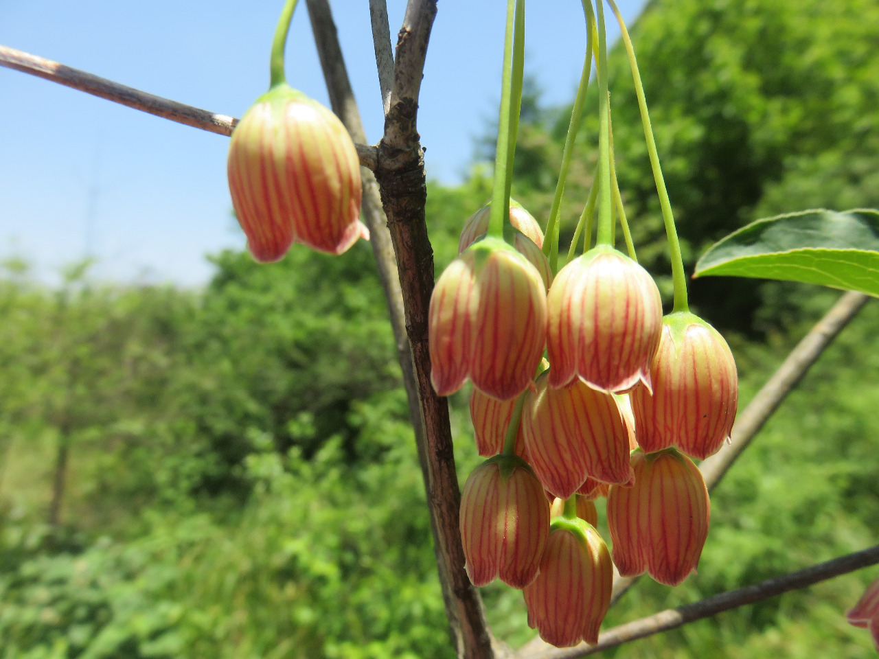 吊鐘花 (3)