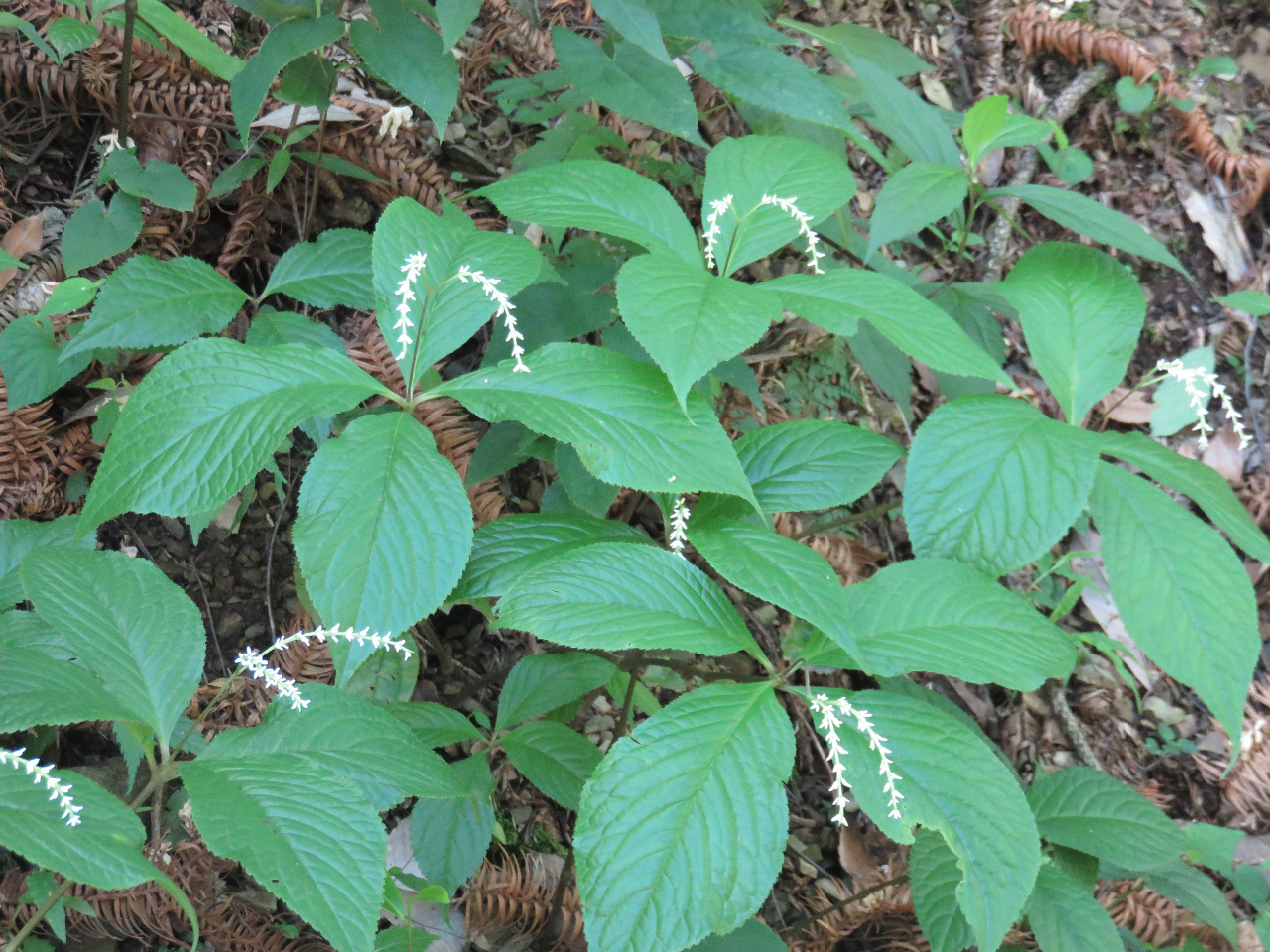 后河 宽叶金粟兰01