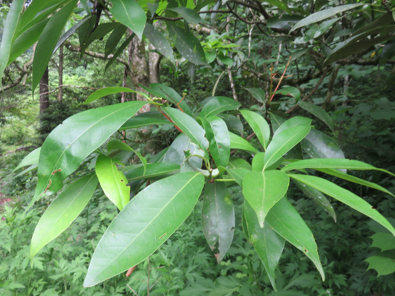 后河宜昌润楠02