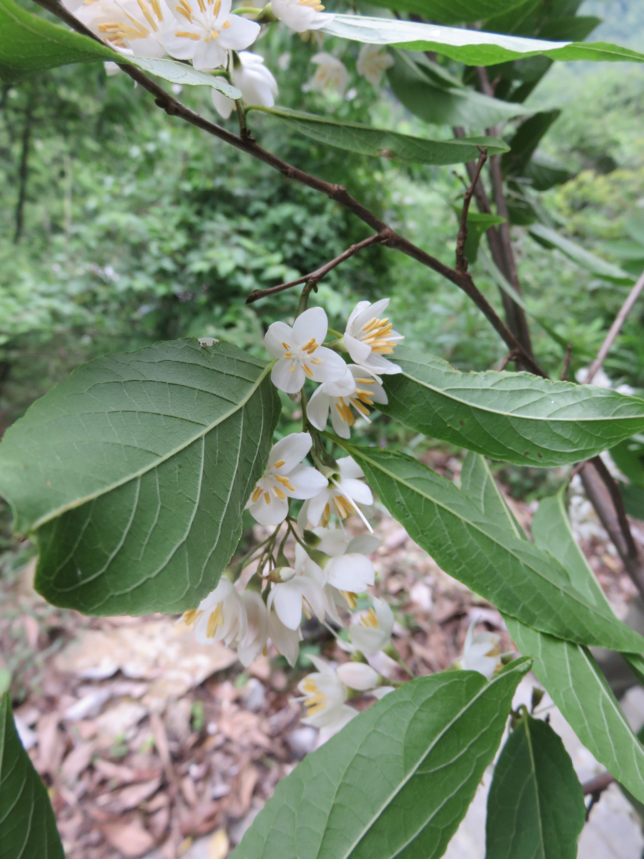 后河 芬芳安息香01