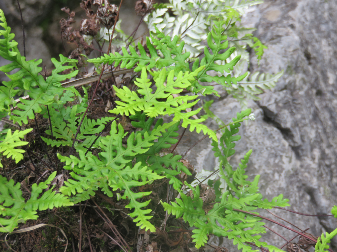 后河银粉背蕨01