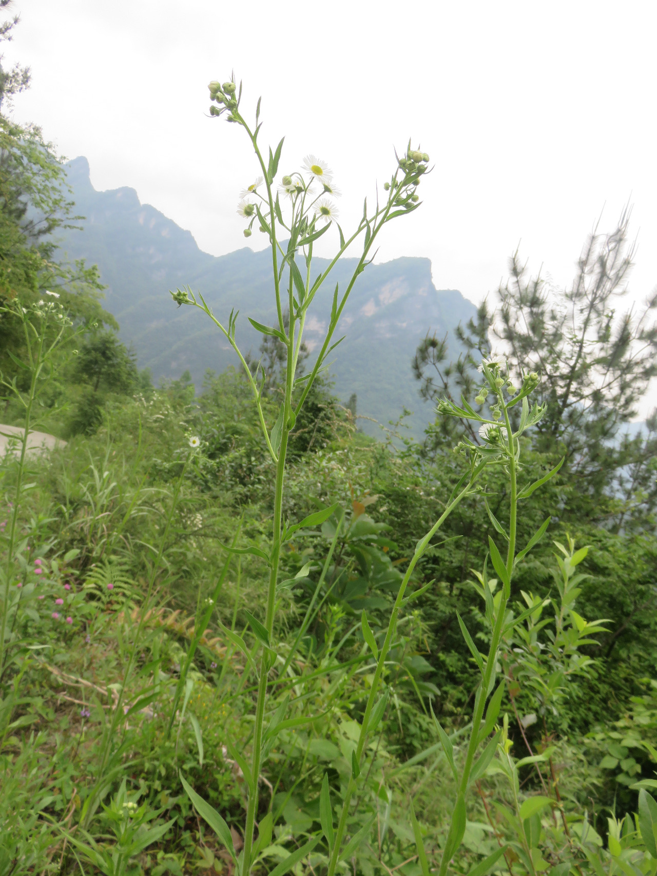 后河苏门白酒草04