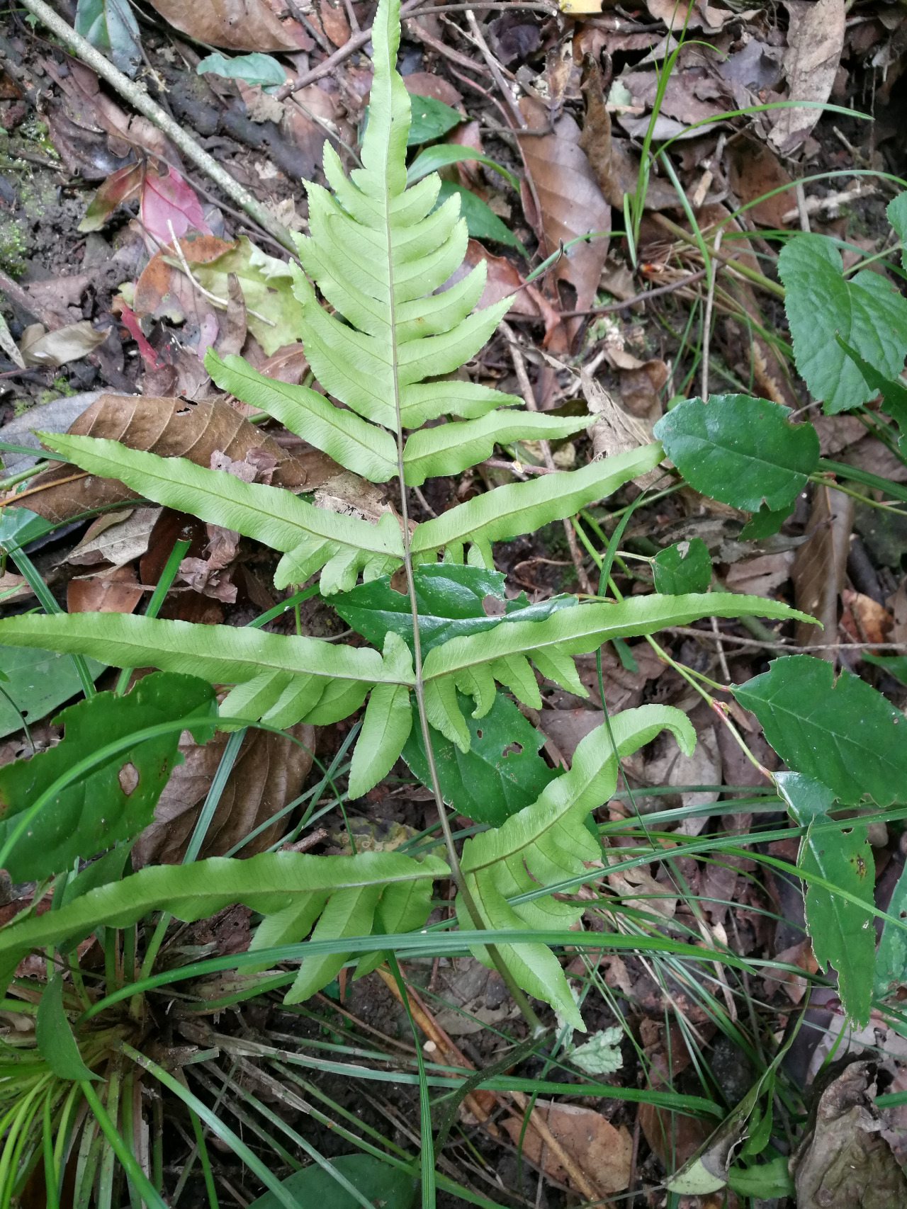 后河溪边凤尾蕨