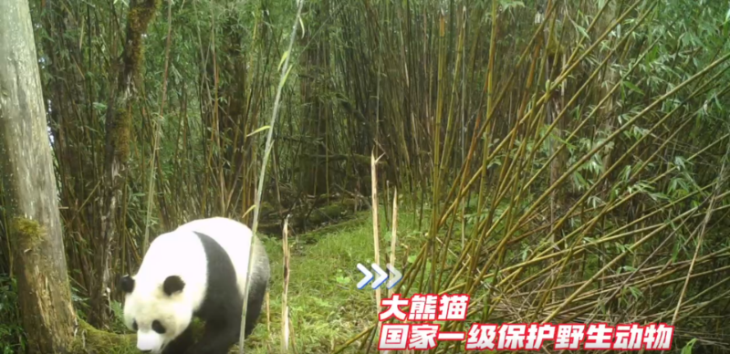 多種珍稀野生動物密集打卡北川這一點位