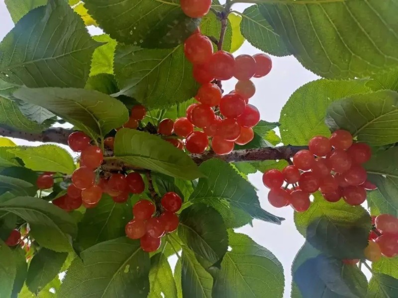 龙泉驿的第一批恩桃儿红啦