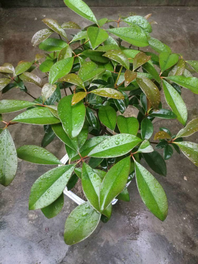 上饶市林科所成功研制出厚皮香盆景产品