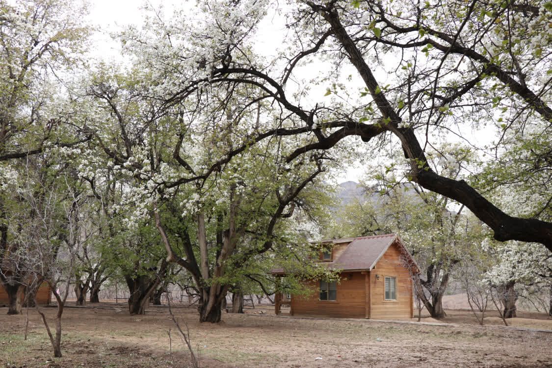 宁夏中卫梨花盛开春满南北长滩