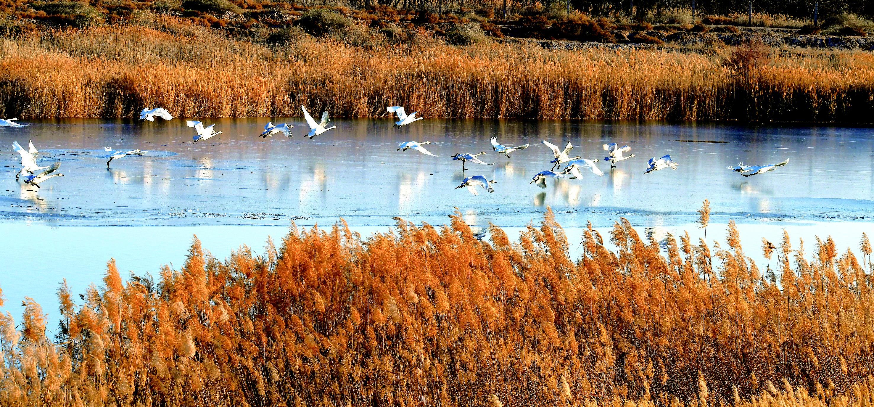 候鸟"天堂"石嘴山的生态画卷-宁夏林业和草原局-关注森林网