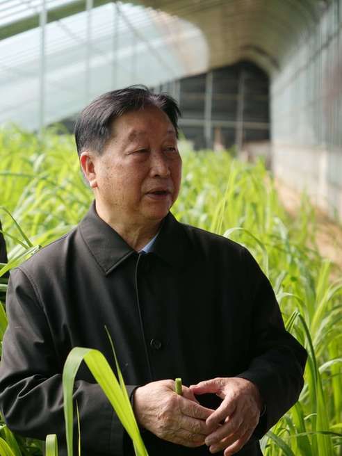 光明日报客户端菌草之父林占熺开年再续山海情