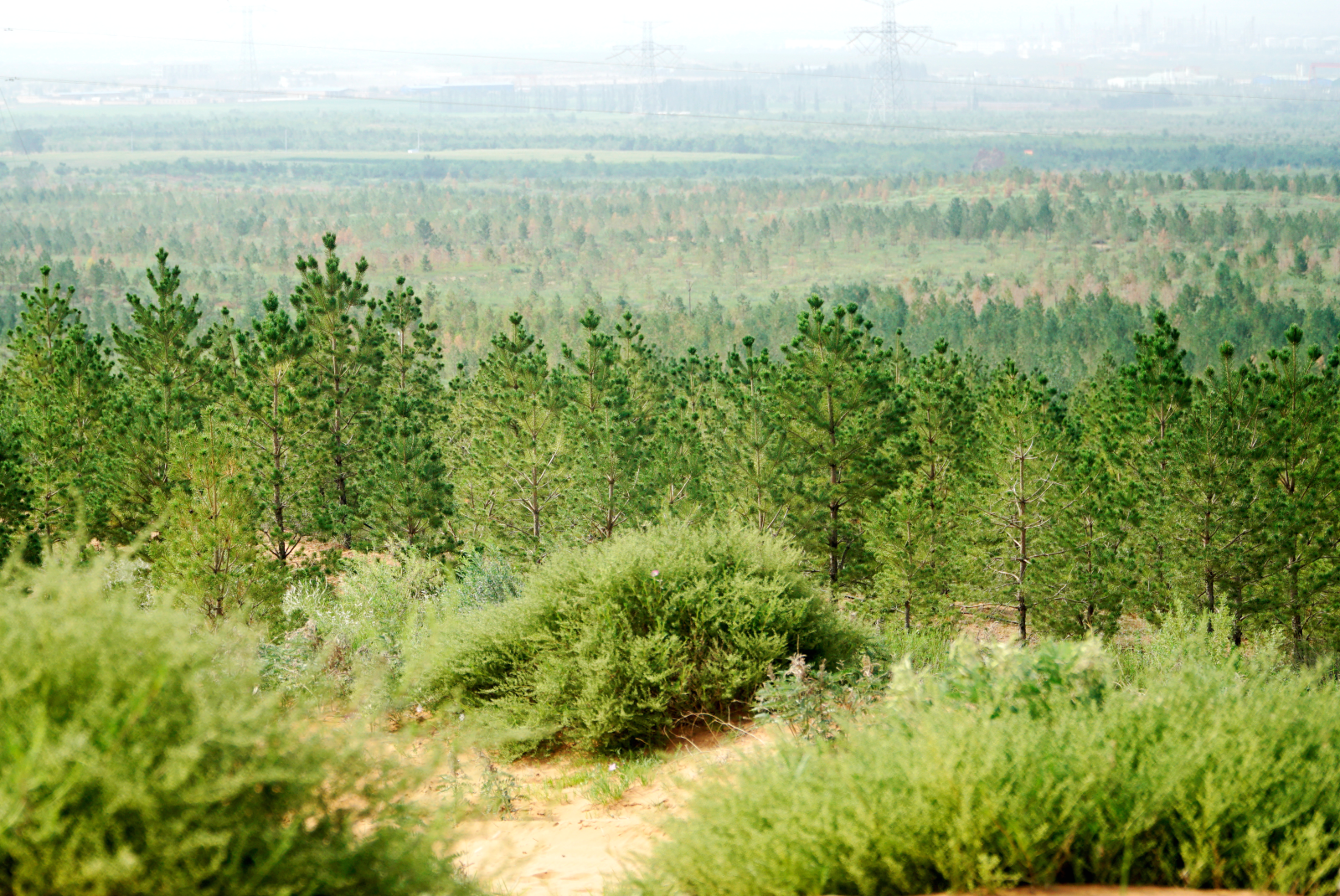 宁夏防护林图片