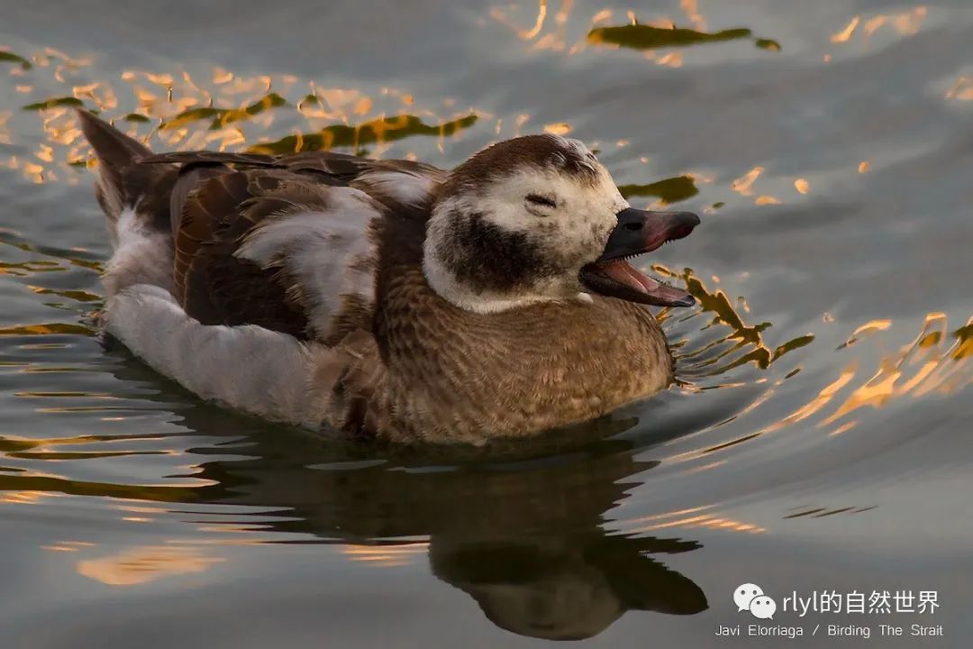 長尾鴨(long-tailed duck)