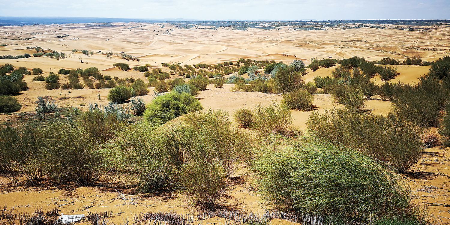 库布其沙漠是我国第七大沙漠,如一条黄色的巨龙横卧在鄂尔多斯市高原