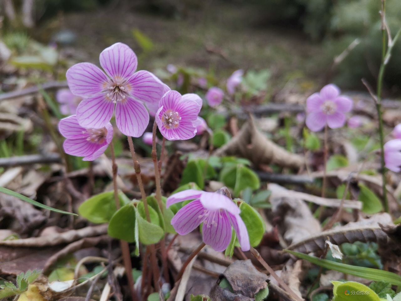 四川唐家河国家级自然保护区:山酢浆草