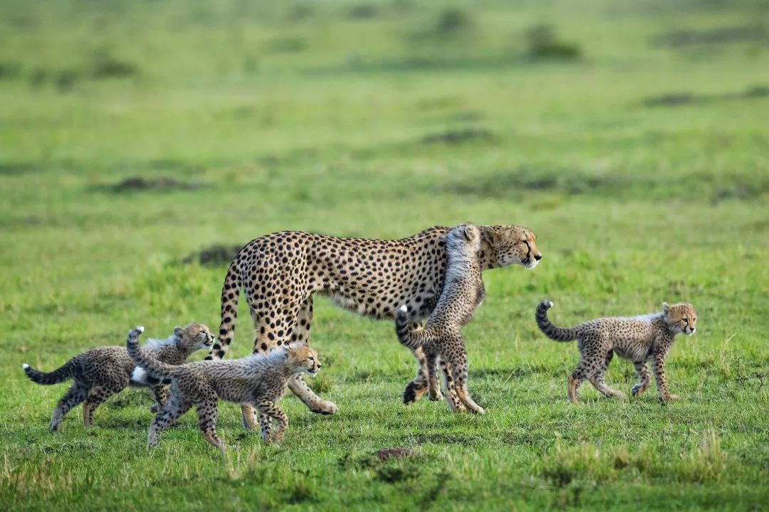 猎豹妈妈和她的六个孩子