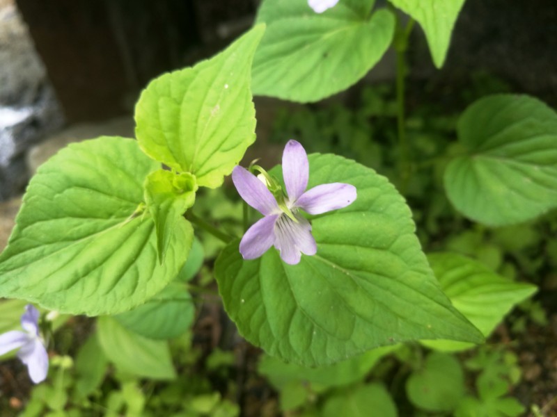 日月峡植物鸡腿堇菜