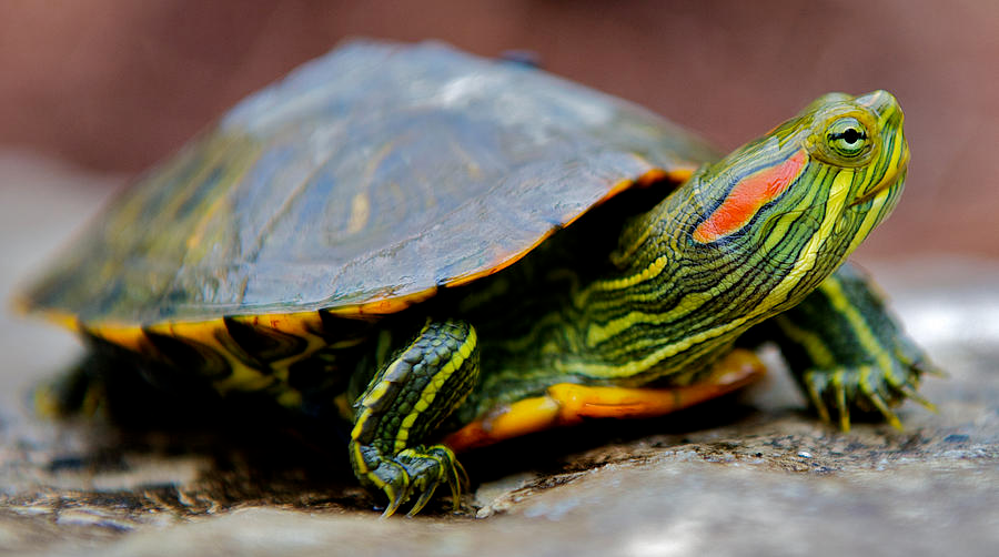 巴西彩龟摄影作品图片