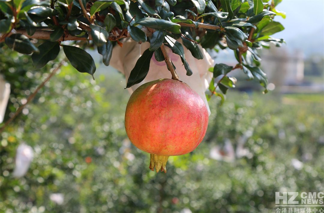 把石榴树做成庭院景观树会泽盐水石榴产业探出新路子