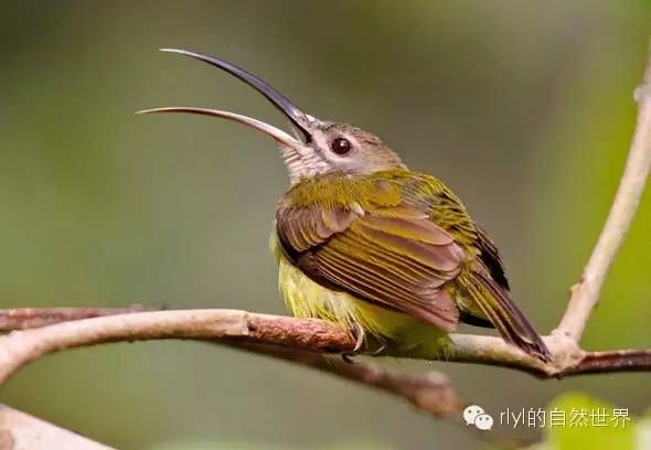 今日--長嘴捕蛛鳥(little spiderhunter)