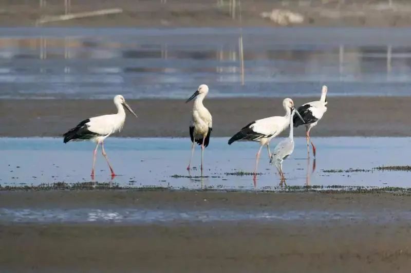 崇明岛东滩候鸟保护区图片