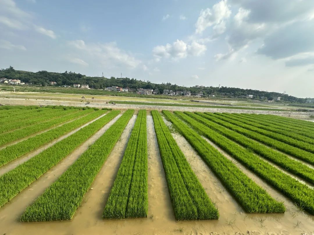 大安区:总产值超60亿 创建"国字号"现代农业产业园有何妙招?