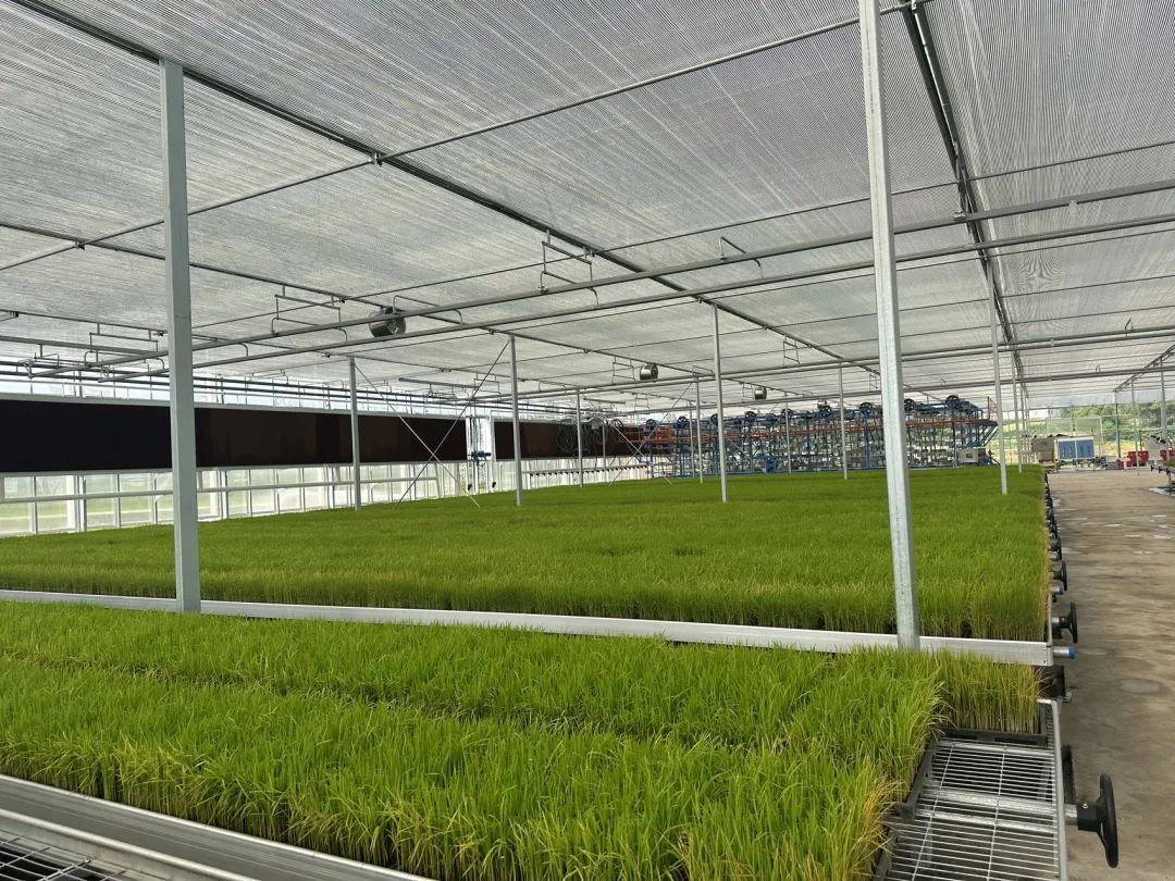 大安区:总产值超60亿 创建"国字号"现代农业产业园有何妙招?