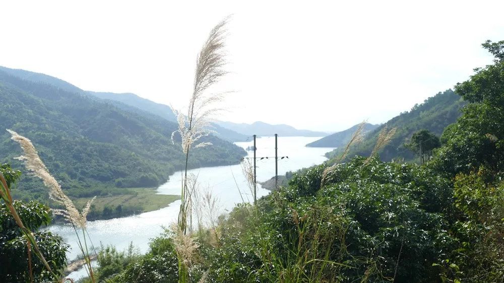 電白縣羅坑水庫東北部