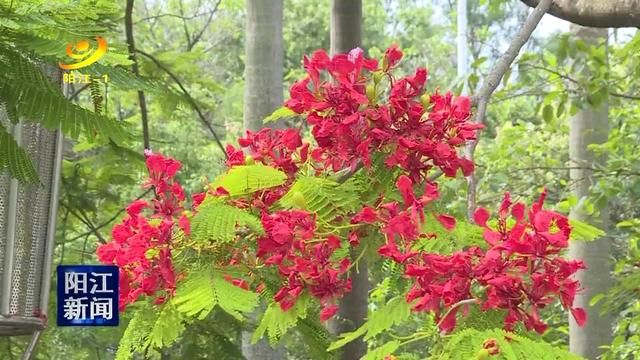 阳江阳江市花凤凰木花开艳鼍城