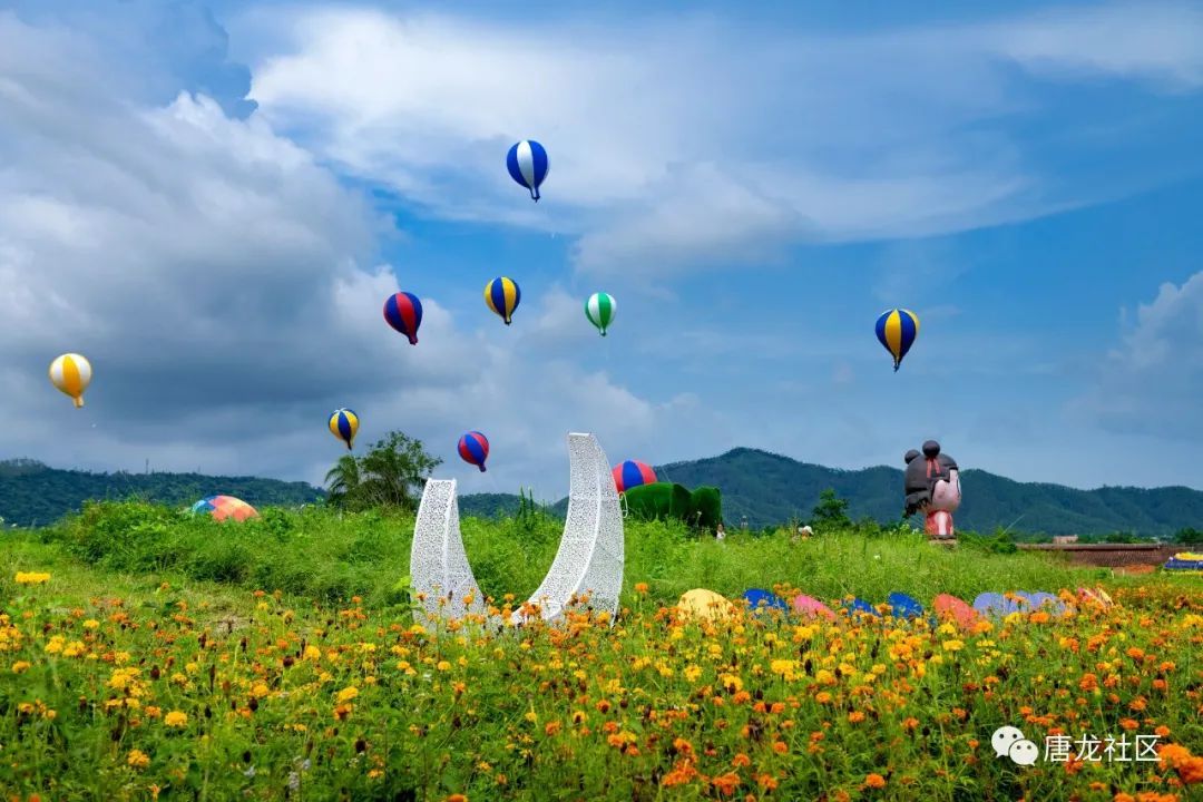 阳春市岗美花海图片