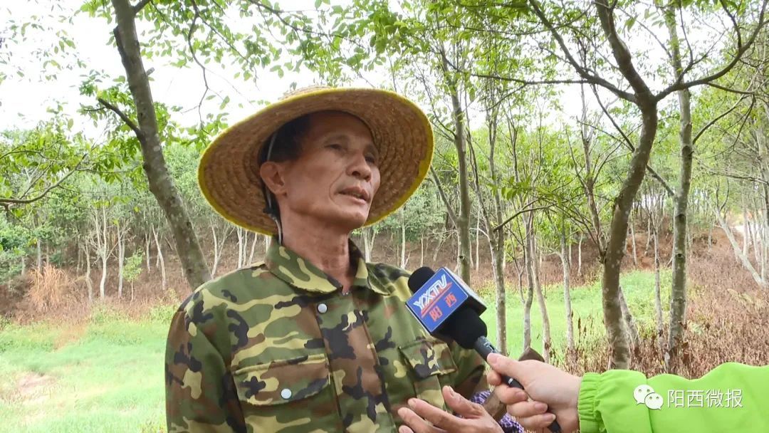 阳江阳西县程村镇沉香种植产业化发展带动乡村振兴和脱贫攻坚