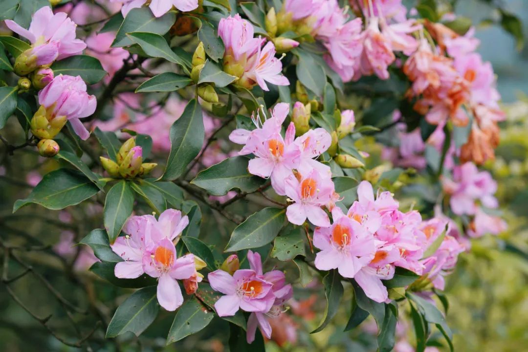 阳江这一整片山的粉色花海,就等你来