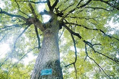栎树是矮林作业经营的优良薪材树种,也是理想的副业燃料和工业原料