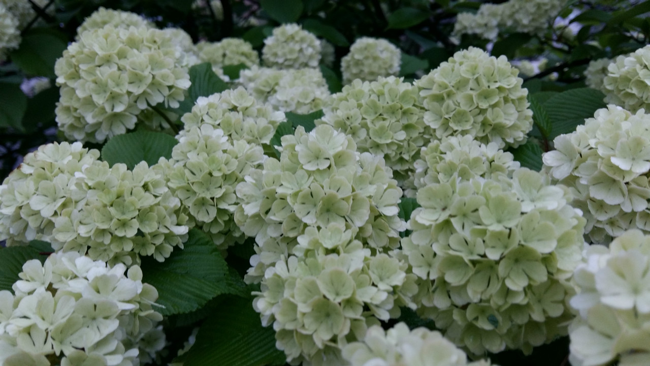 后河保护区绣球荚蒾