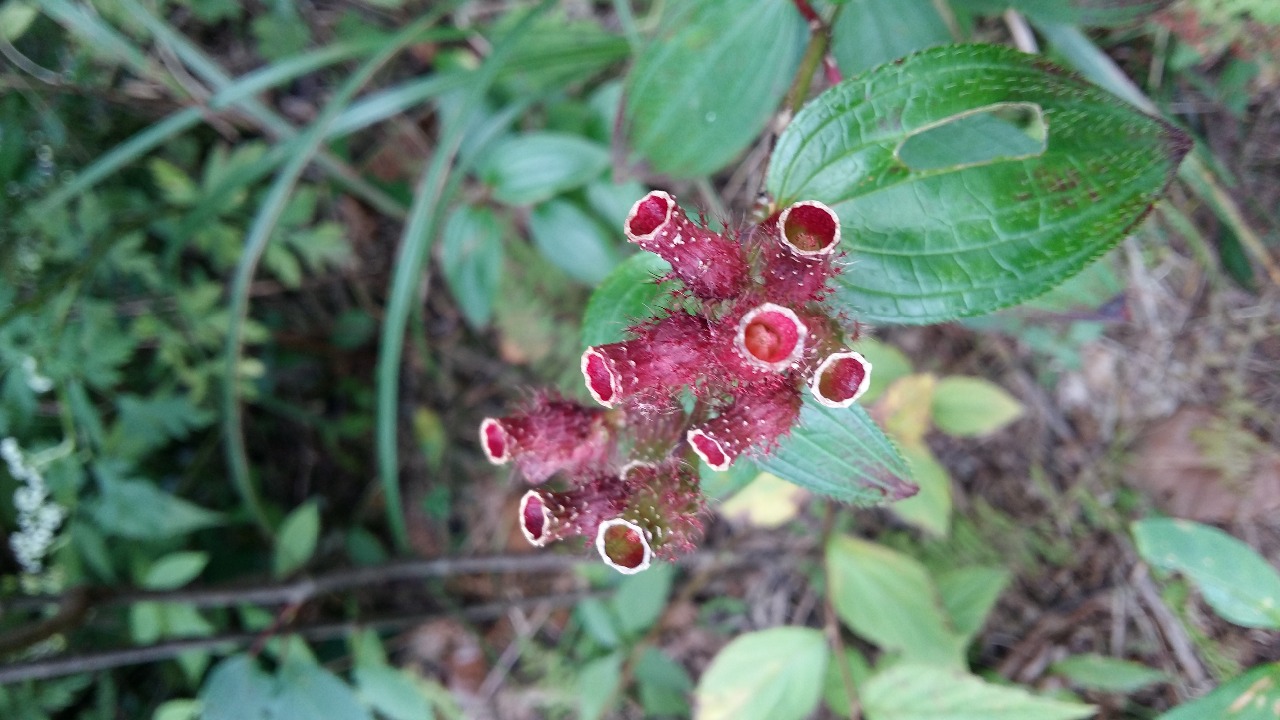 后河保护区假朝天罐五