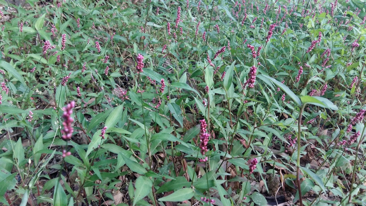 后河酸模叶蓼四