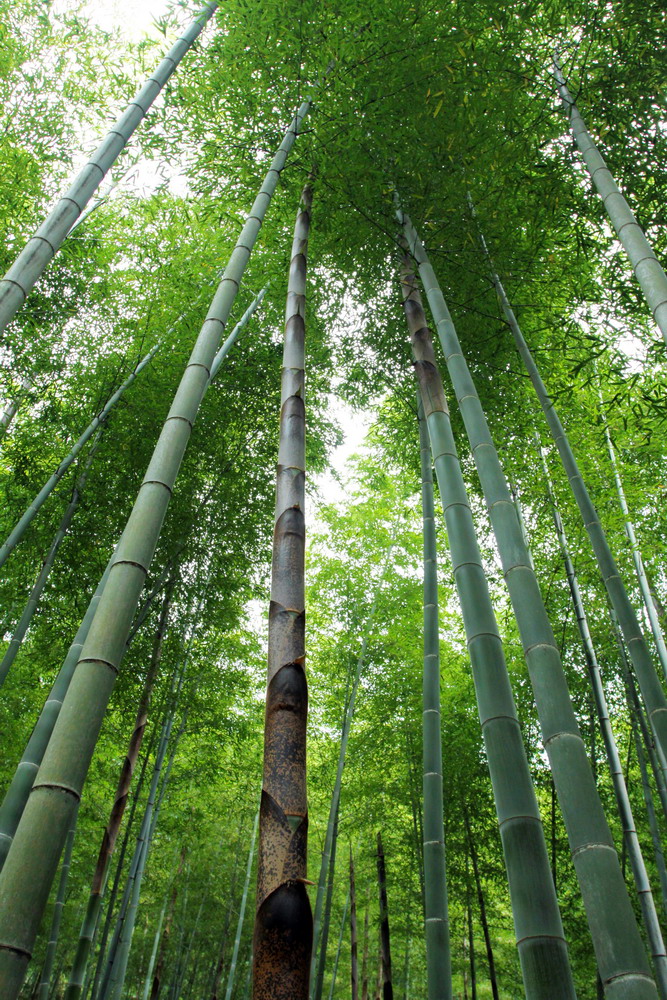 翠竹林图片大全图片