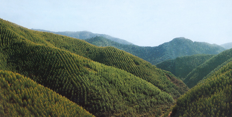 广西桉树速生丰产用材林基地