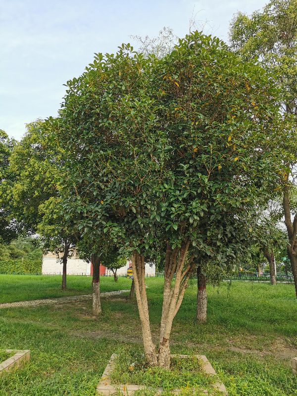 木犀榄树图片图片