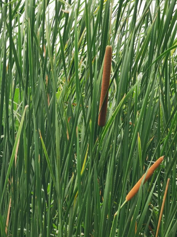 河南淮阳龙湖国家湿地公园香蒲