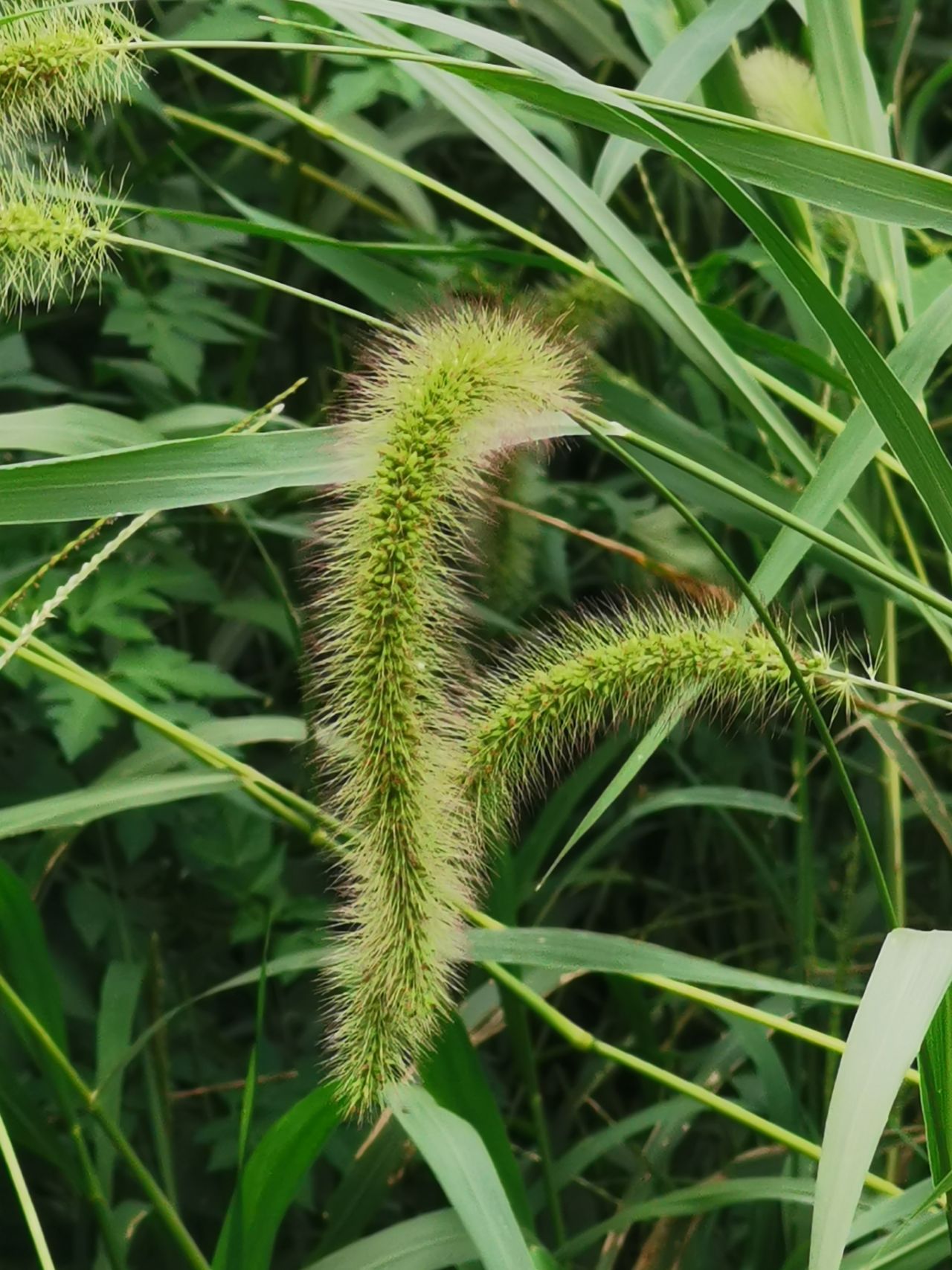 褐毛狗尾草图片