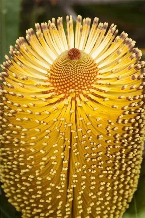 全球罕见奇花异草