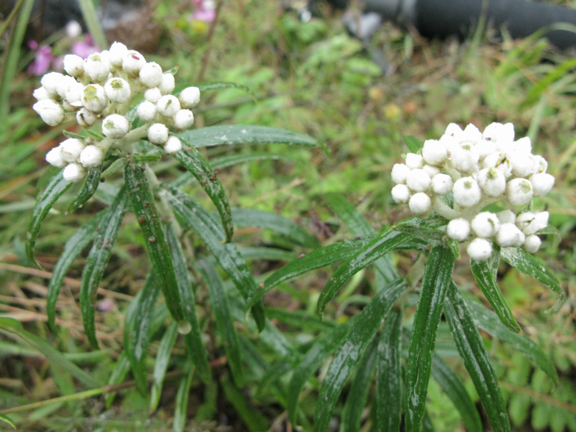 雲南大山包保護區黃褐珠光香青